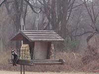 Male downy woodpecker seen from my couch on February 11, 2006